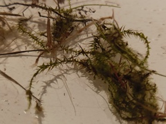 Sarmentypnum exannulatum