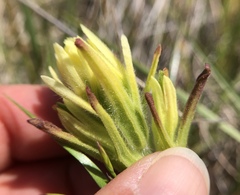 Castilleja affinis neglecta