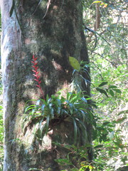 Vriesea psittacina, photograph Victor Farjalla Pontes, CC BY, iNaturalist via GBIF