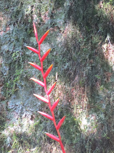Vriesea psittacina, photograph 3