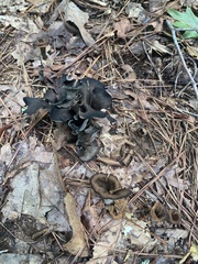 Craterellus fallax