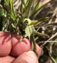 Castilleja affinis neglecta