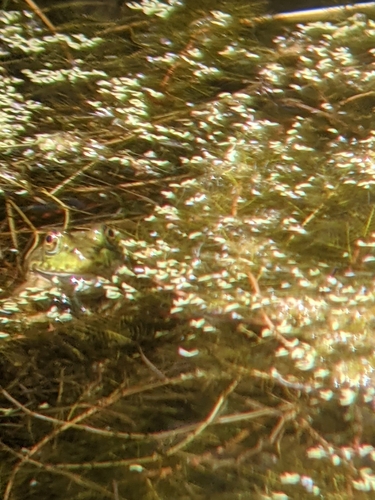 iNaturalist observation photo of American Bullfrog