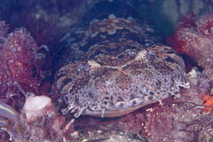 Orectolobus halei