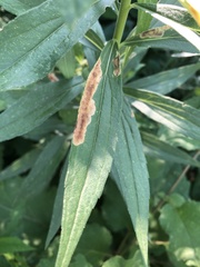 Nemorimyza posticata