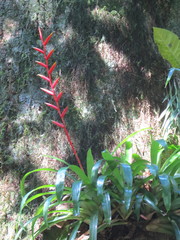 Vriesea psittacina, photograph Victor Farjalla Pontes, CC BY, iNaturalist via GBIF
