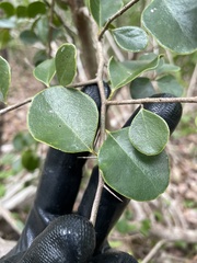 Sideroxylon obovatum