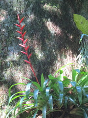 Vriesea psittacina