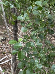 Sideroxylon obovatum