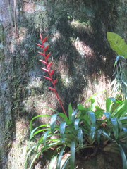 Vriesea psittacina, photograph Victor Farjalla Pontes, CC BY, iNaturalist via GBIF