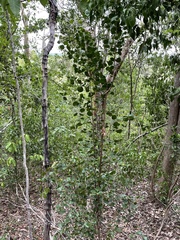 Sideroxylon obovatum