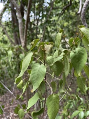 Croton glabellus polytrichus