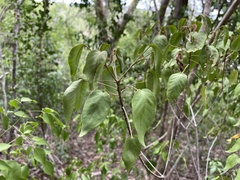 Croton glabellus polytrichus