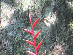 Vriesea psittacina, photograph Victor Farjalla Pontes, CC BY, iNaturalist via GBIF