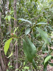 Sideroxylon salicifolium