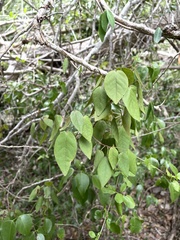 Croton glabellus polytrichus