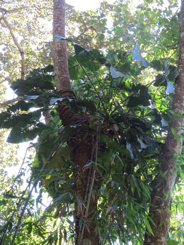 Philodendron speciosum, photograph 1