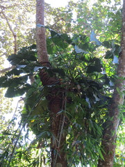 Philodendron speciosum, photograph Victor Farjalla Pontes, CC BY, iNaturalist via GBIF
