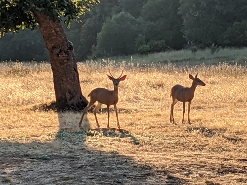 iNaturalist observation photo of Columbian Black-tailed Deer