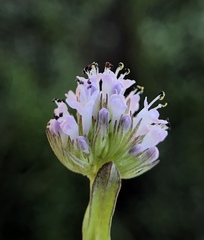 Plectritis congesta brachystemon