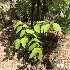 Astronium graveolens