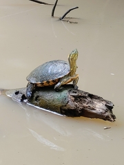 Trachemys venusta