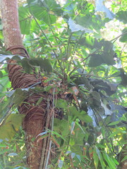 Philodendron speciosum, photograph Victor Farjalla Pontes, CC BY, iNaturalist via GBIF