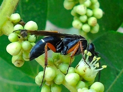 Episyron conterminus cressoni