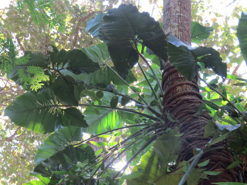 Philodendron speciosum, photograph 3
