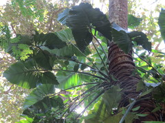 Philodendron speciosum, photograph Victor Farjalla Pontes, CC BY, iNaturalist via GBIF