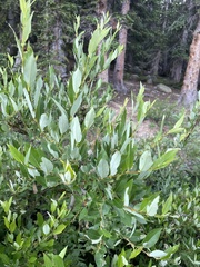 Salix monticola