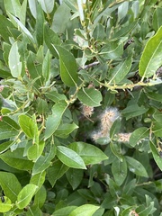Salix monticola