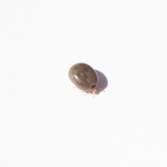 Amblyomma cajennense