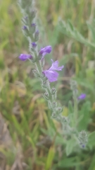 Verbena canescens