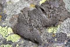 Umbilicaria hyperborea