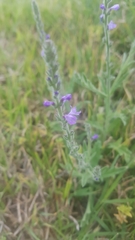Verbena canescens