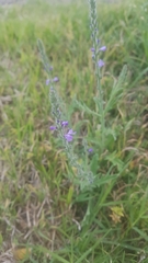 Verbena canescens