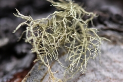 Usnea perplexans