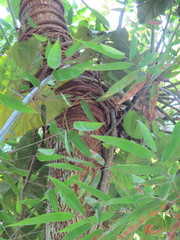 Philodendron speciosum, photograph Victor Farjalla Pontes, CC BY, iNaturalist via GBIF