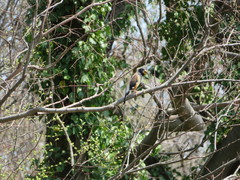 Eophona migratoria