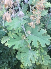Macleaya