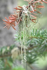 Evernia divaricata