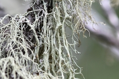 Evernia divaricata