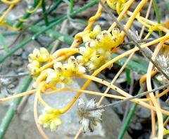Cuscuta tinctoria