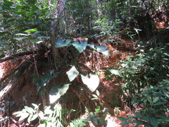 Philodendron speciosum, photograph Victor Farjalla Pontes, CC BY, iNaturalist via GBIF