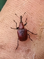 Merhynchites bicolor