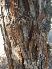 Sequoia