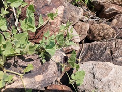 Aristolochia wrightii