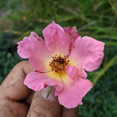 Merhynchites bicolor