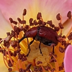 Merhynchites bicolor